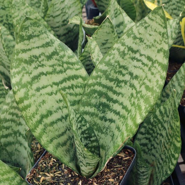 Sansevieria trifasciata Futura Robusta Snake Potted Plant
