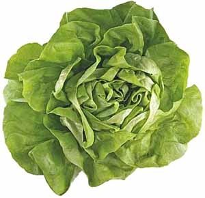 Organic Buttercrunch Lettuce Seeds (300 Seeds)