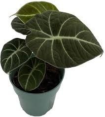 Alocasia Black Velvet 3.5&quot; Potted Plant