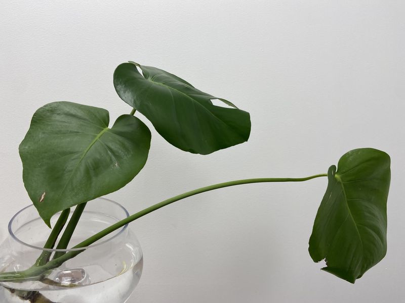 Monstera deliciosa 3 Leaf ROOTED Cutting Plant