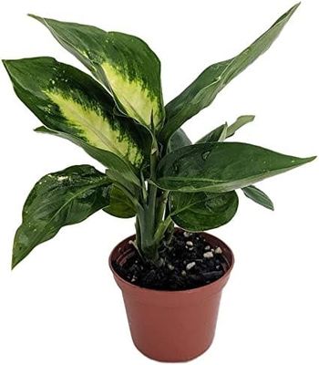 Dieffenbachia Tropic Marianne 10&quot; Potted Plant