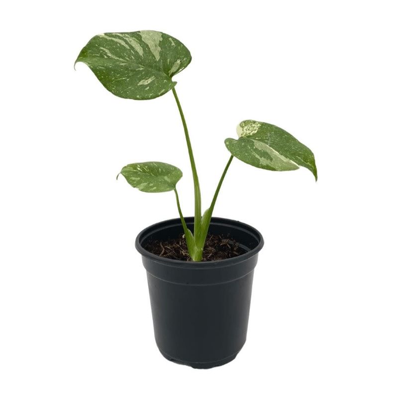 Monstera Thai Constellation 5&quot; Potted Plant