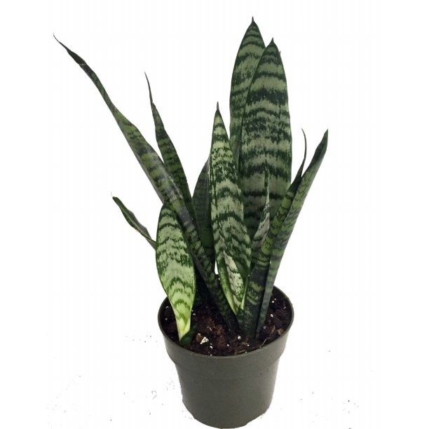 Sansevieria Black Coral Snake 6&quot; Potted Plant