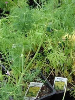 Bouquet Dill Seeds