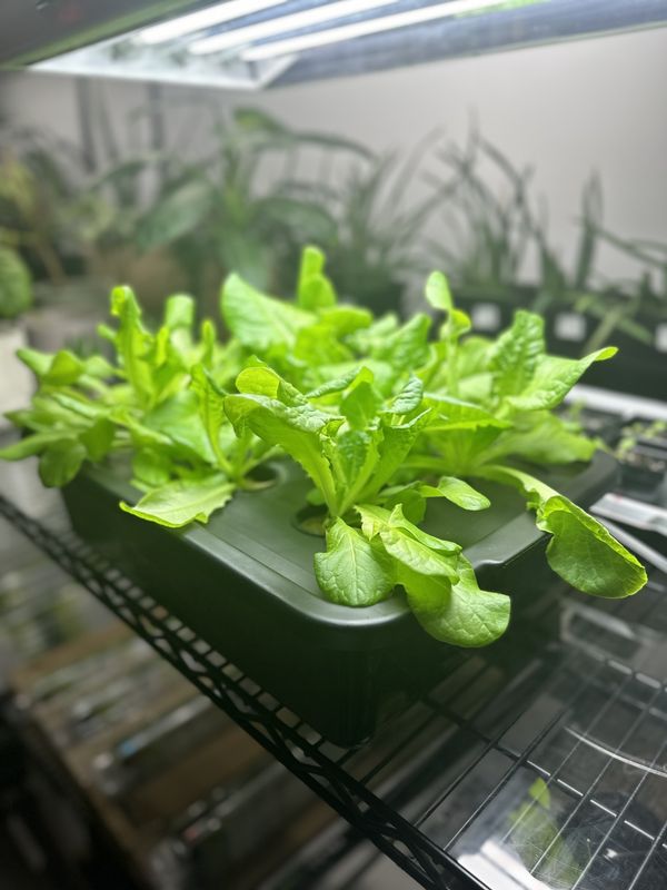 Easy Start Deep Water Culture Kit