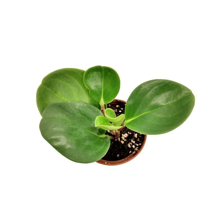 Peperomia Obtusifolia Green 4&quot; Potted Plant