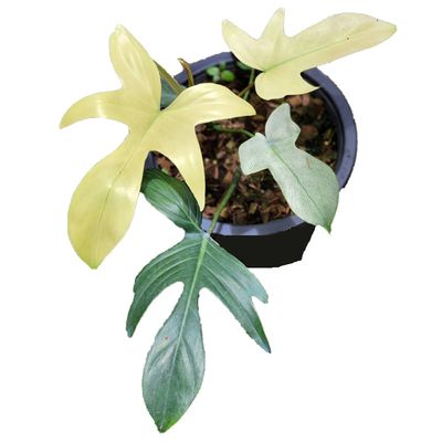 Philodendron Florida Ghost 3.5" Potted Plant
