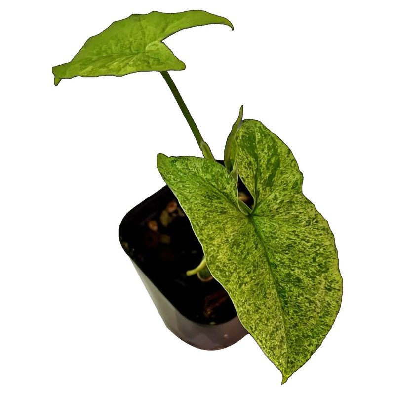 Syngonium Mojito 5&quot; Potted Plant