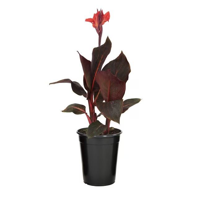 Tropicana Black Canna Lily 6&quot; Potted Plant