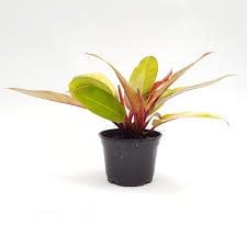 Philodendron Prince of Orange 8&quot; Potted Plant