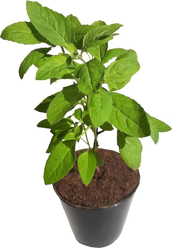 Holy Basil Tulsi 1 Gallon Potted  Plant
