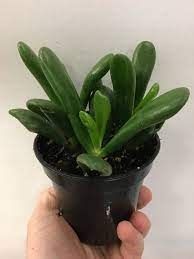 Jade Coral 3.5&quot; Potted Plant
