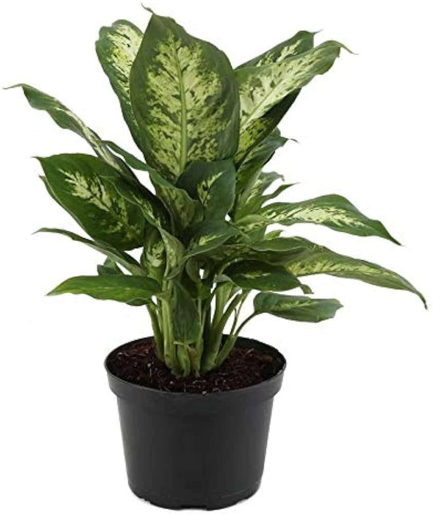 Dieffenbachia Amoena 6&quot; Potted Plant
