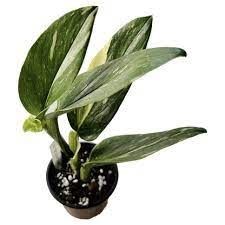 Monstera Standleyana Albo Variegata 4&quot; Potted Plant