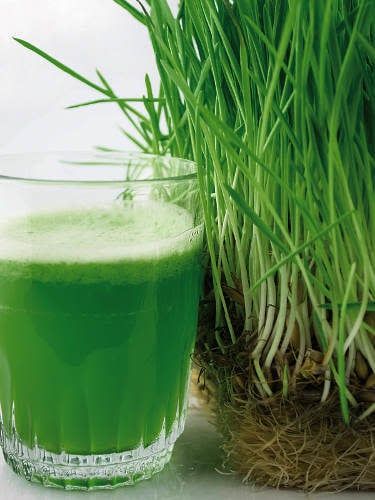 Organic Wheatgrass Seeds