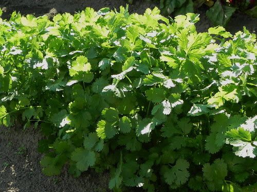 Organic Slow Bolt Cilantro Seeds (45 seeds)