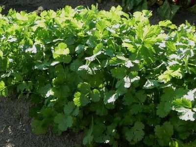 Organic Slow Bolt Cilantro Seeds (45 seeds) Organic Slow Bolt Cilantro Seeds (45 seeds)