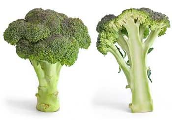 Organic Calabrese Broccoli Seeds