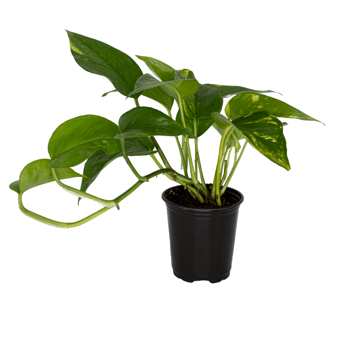 Golden Pothos 3.5&quot; Potted Plant