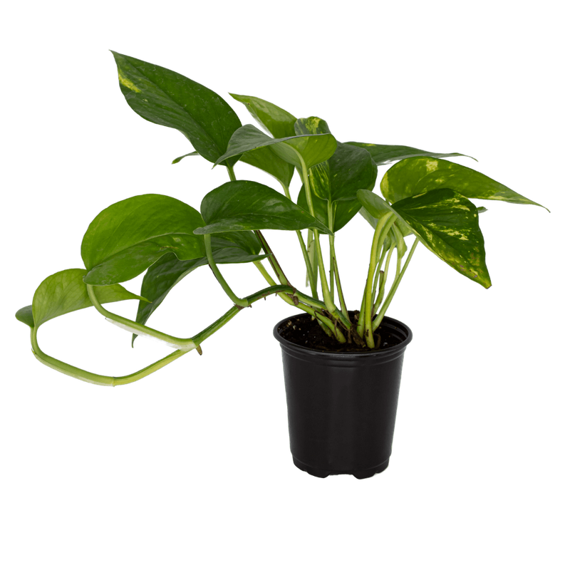 Golden Pothos 3.5&quot; Potted Plant