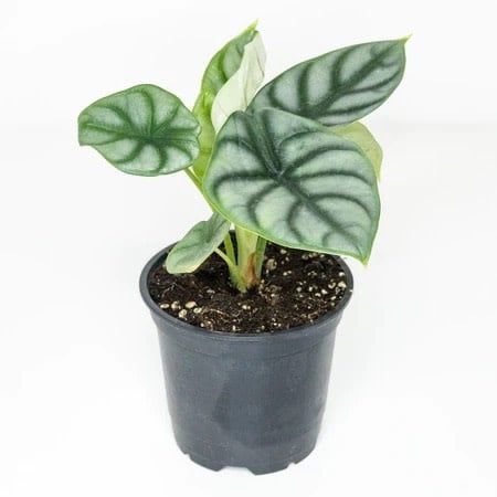 Alocasia Silver Dragon 4&quot; Potted Plant