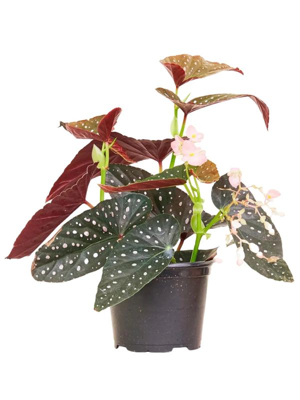 Begonia Maculata 6&quot; Potted Plant