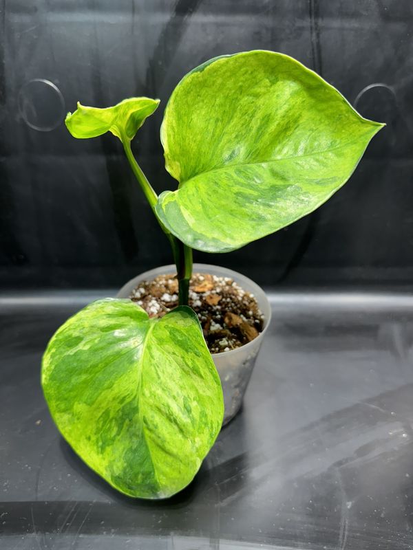 Pothos Manjula 3&quot; Potted Plant