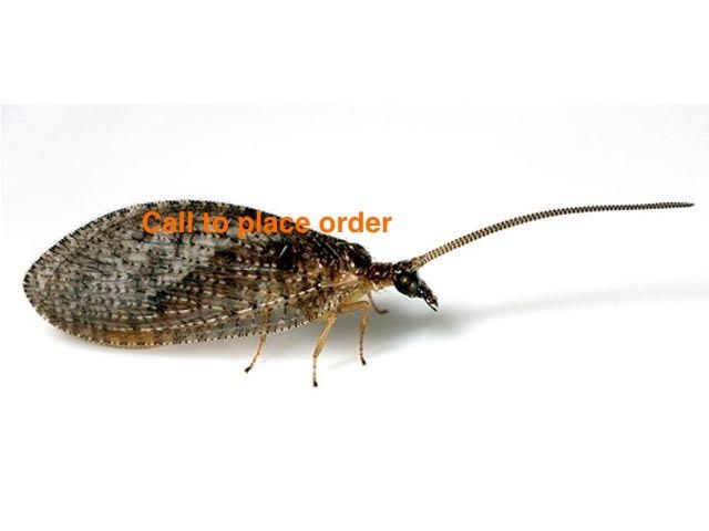 Beneficial Insects- General Predator Brown Lacewing (50)