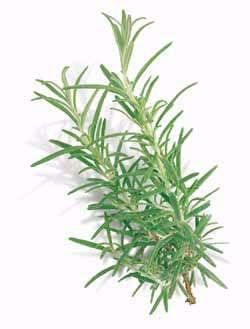 Rosemary Seeds