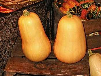 Organic Waltham Butternut Squash Seeds