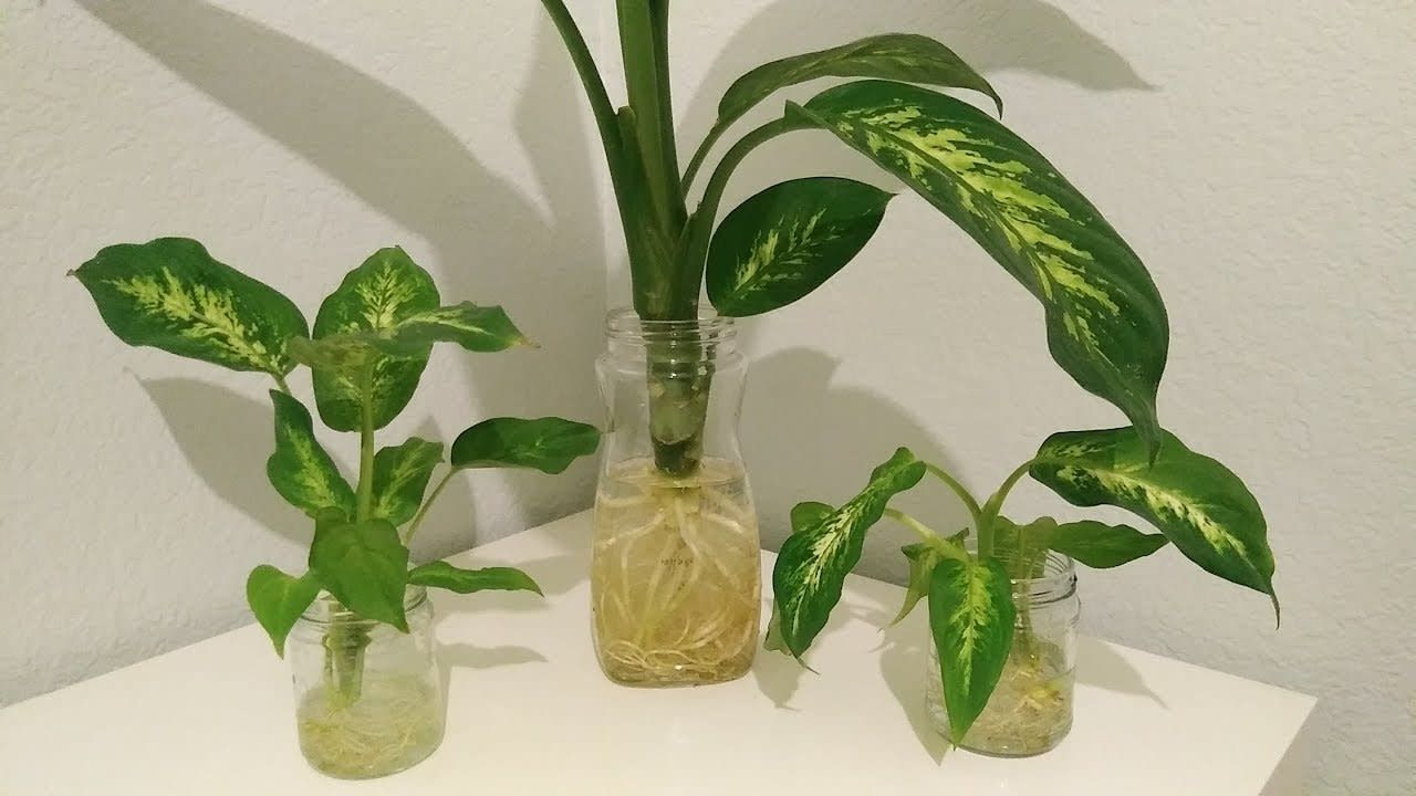 Dieffenbachia Dumb Cane Cutting