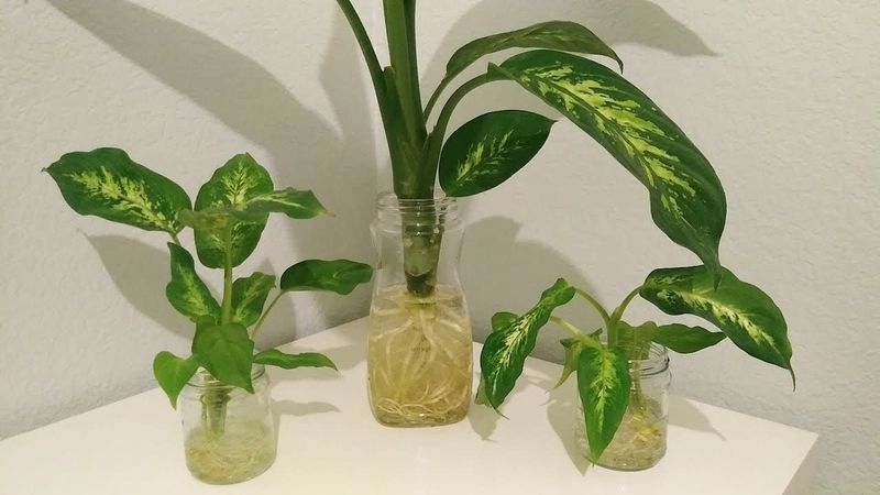 Dieffenbachia Dumb Cane Cutting
