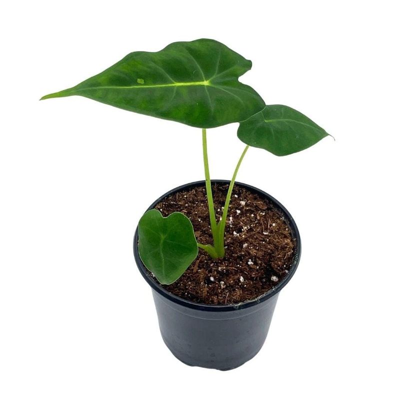 Alocasia Frydek 4.5&quot; Potted Plant