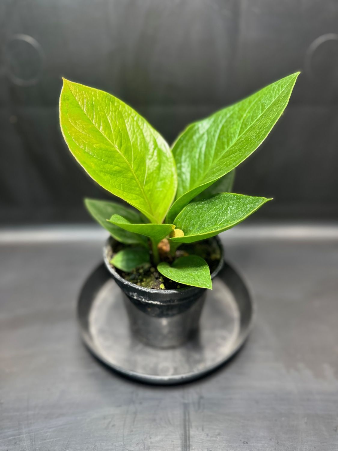Anthurium Green Lady 4&quot; Potted Plant