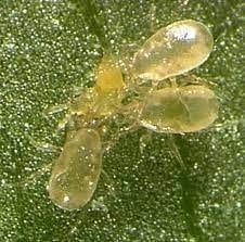 Beneficial Insects-Thrip Control Neoseiulus Cucumeris 30k adults