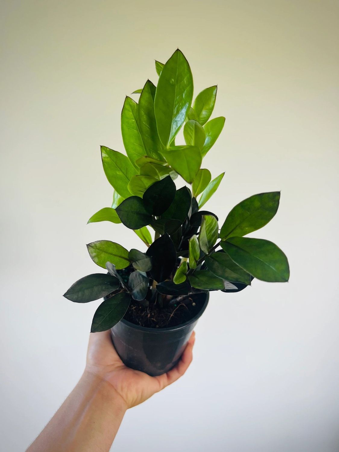 ZZ Super Nova 5&quot; Potted Plant