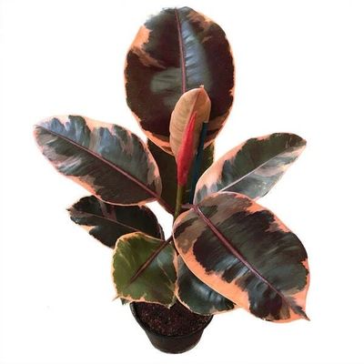 Ficus Elastic Ruby Red Rubber Potted Plant 6&quot; Pot