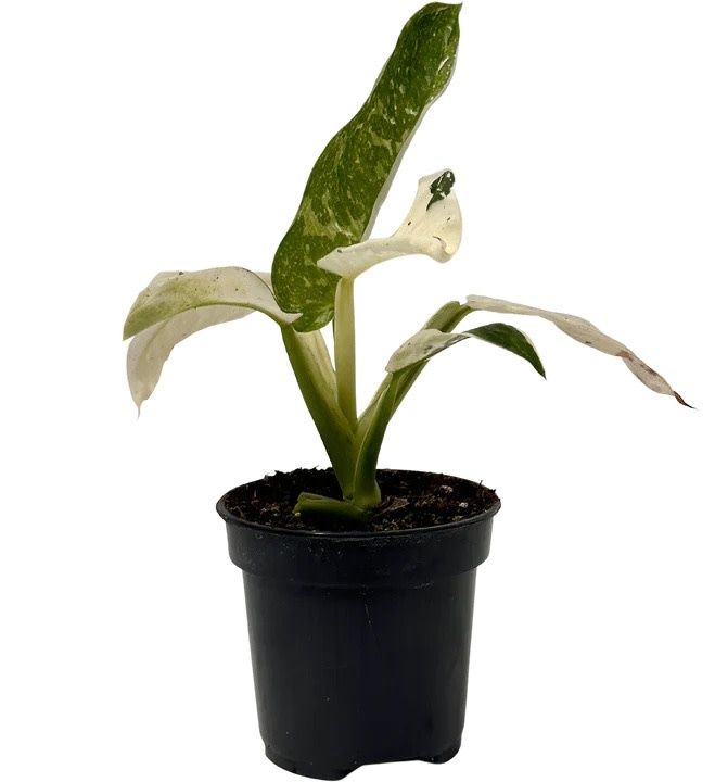 Philodendron Jose Buono Variegated 4&quot; Potted Plant