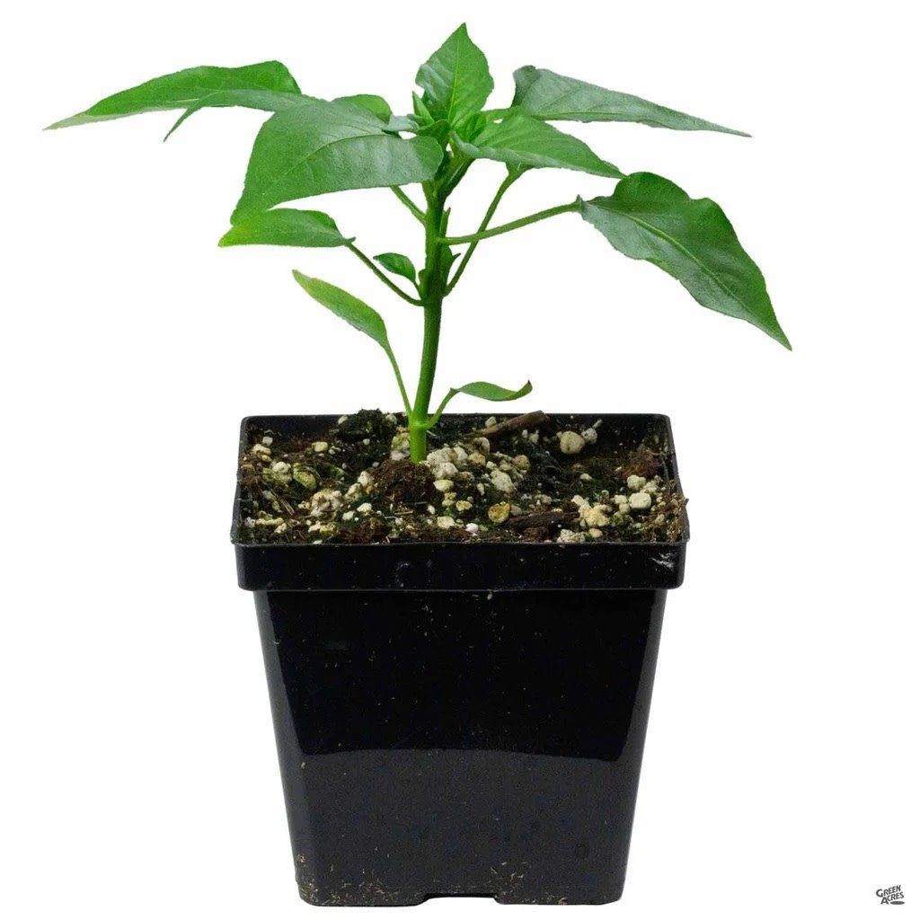 Yellow Scotch Bonnet Pepper 5&quot; Potted Plant