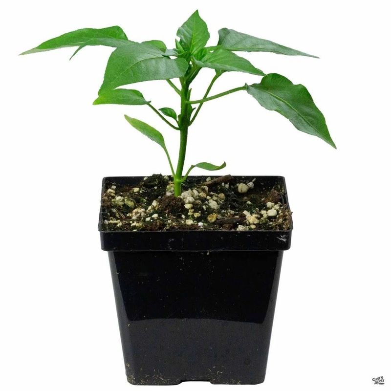 Yellow Scotch Bonnet Pepper 5&quot; Potted Plant