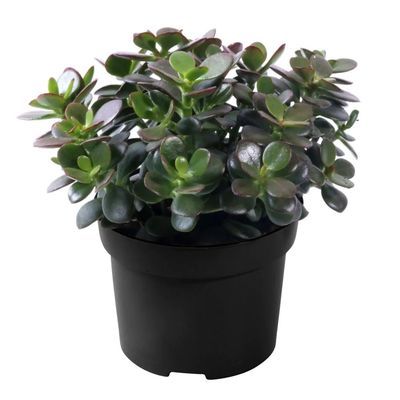 Jade Succulent 6" Potted Plant