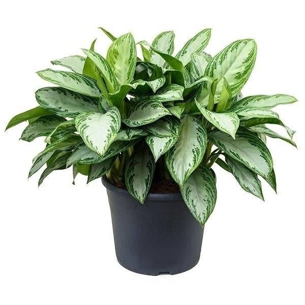 Aglaonema Silver Bay 6&quot; Potted Plant