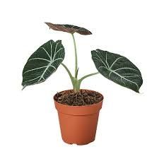 Alocasia Black Velvet 4&quot; Potted Plant