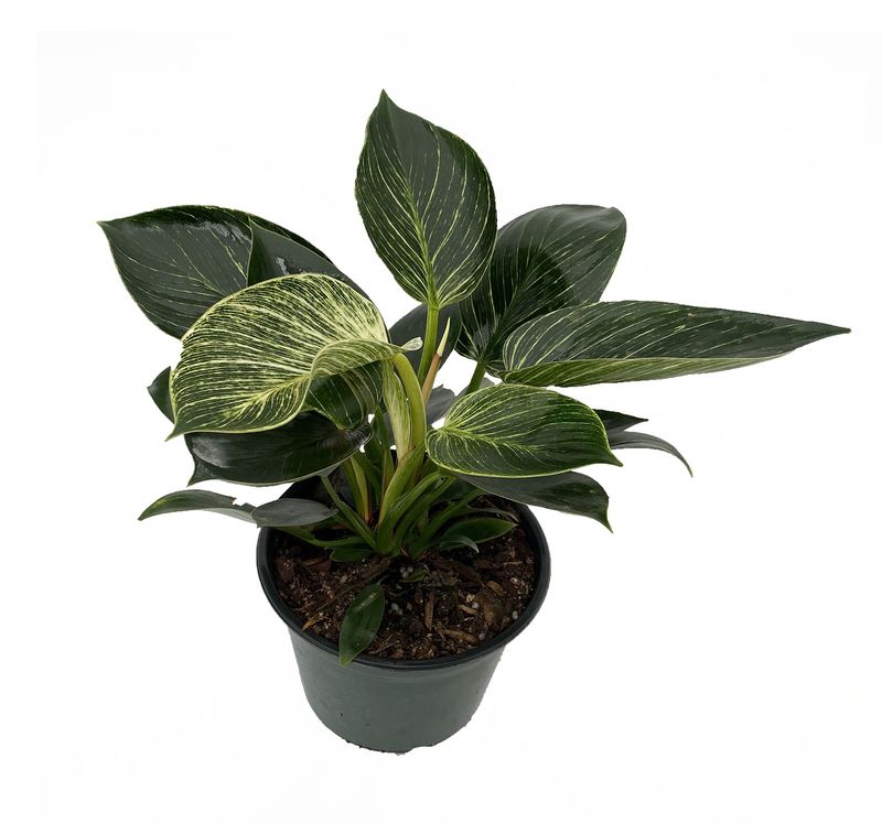 Philodendron Birkin 6&quot; Potted Plant
