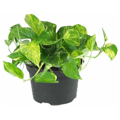 Golden Pothos 6&quot; Potted Plant