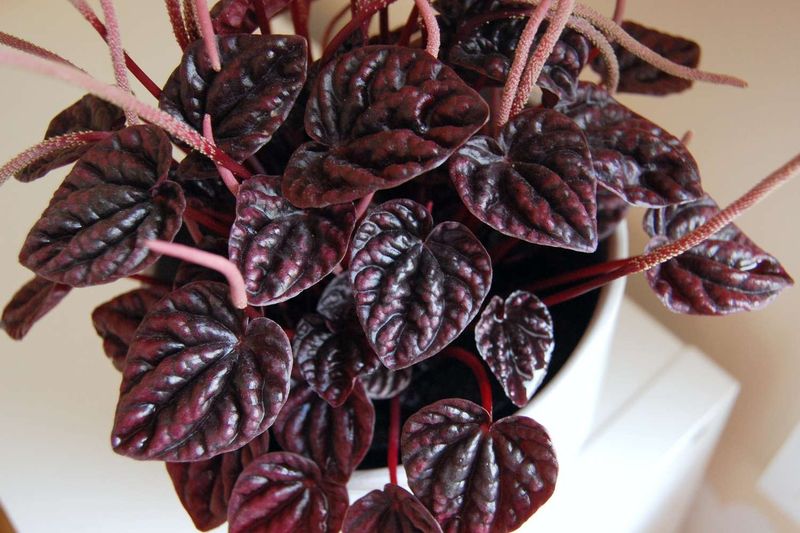 Peperomia Red Ripple 3.5&quot; Potted Plant