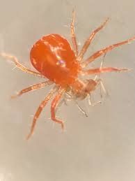 Beneficial Insects-Thrip Control Anystis baccarum Crazee Mites 50