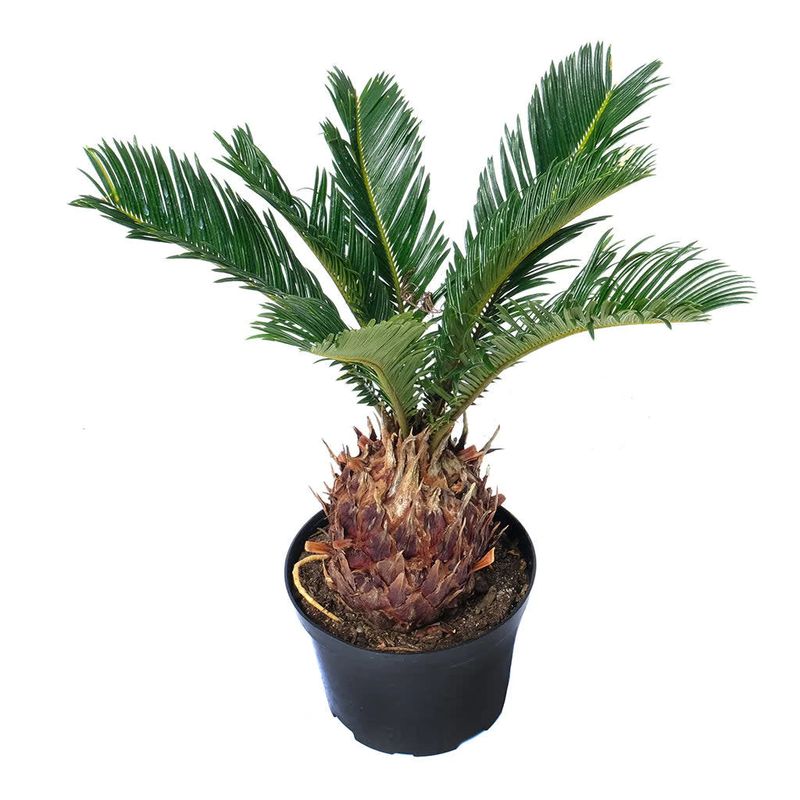Sago Palm 6&quot; Potted Plant