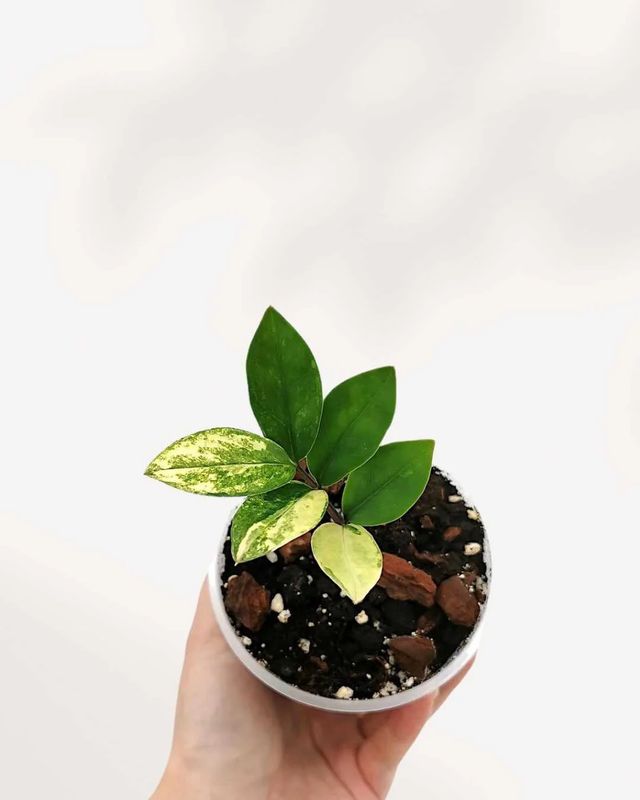 ZZ Chameleon 3.5&quot; Variegated Potted Plant