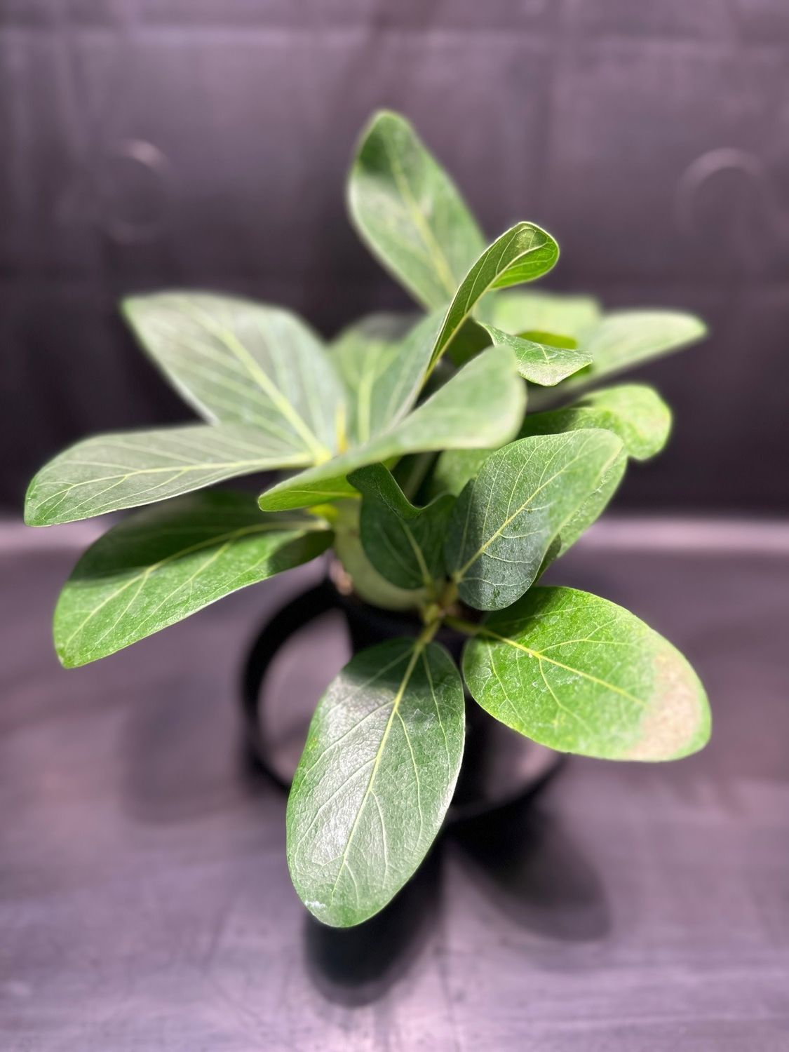 Ficus Audrey 4&quot; Potted Plant